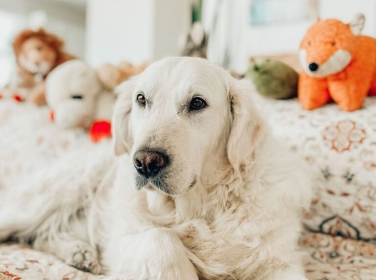 Pet Food Express The Collection Riverpark